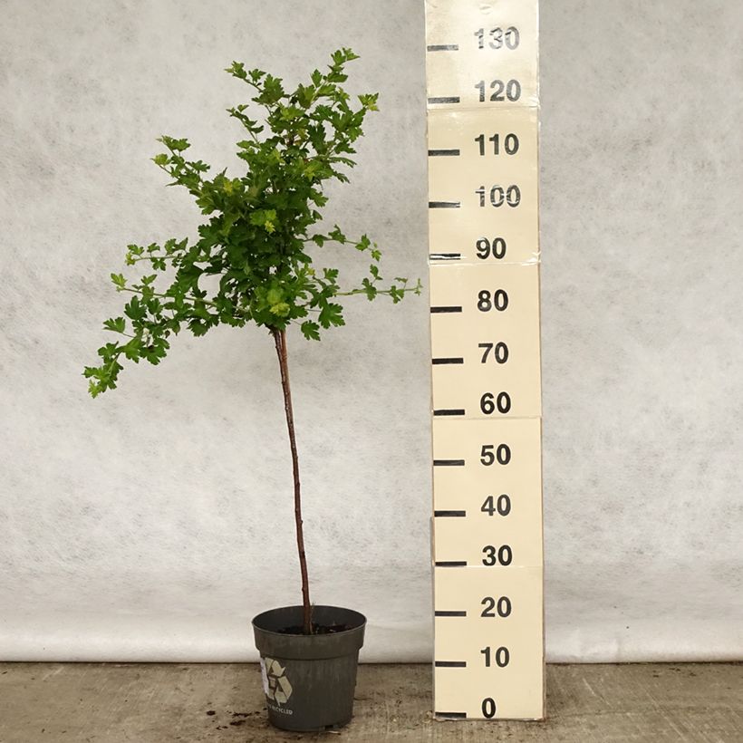 Spécimen de Groseillier à maquereaux Mucurines - Ribes uva-crispa - Pot de 6L/7L tel que livré au printemps