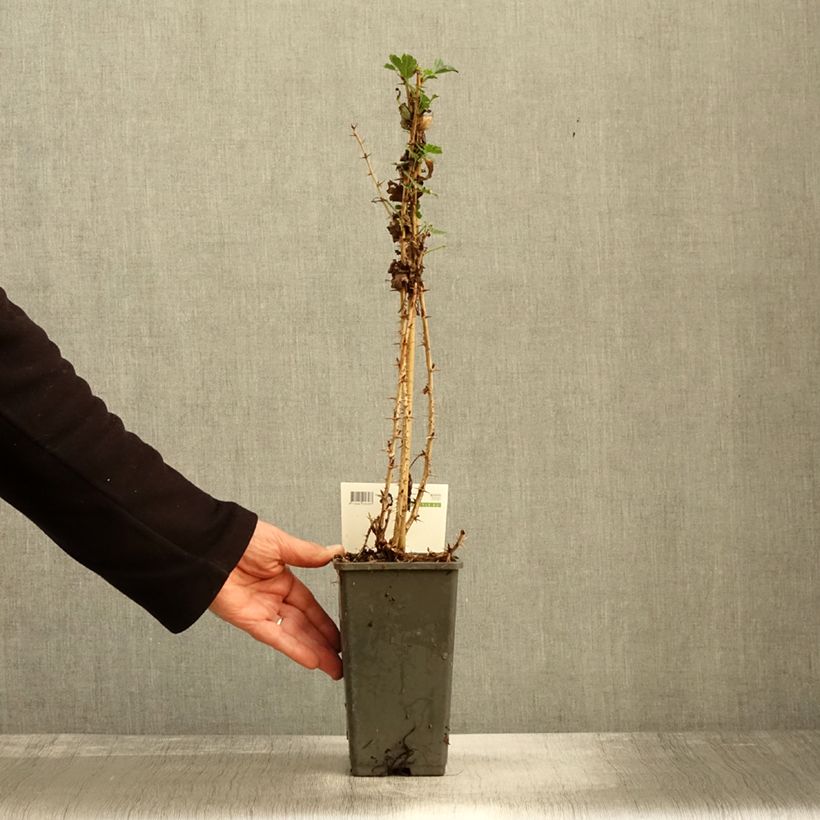 Spécimen de Groseillier à maquereaux Tatjana - Ribes uva-crispa Pot de 1,5L/2L, Touffe tel que livré en automne