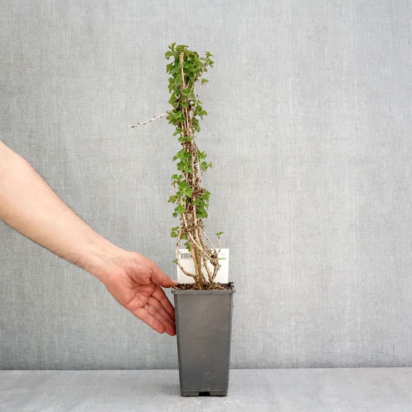 Spécimen de Groseillier à maquereaux Tatjana - Ribes uva-crispa Pot de 1.5L/2L tel que livré au printemps