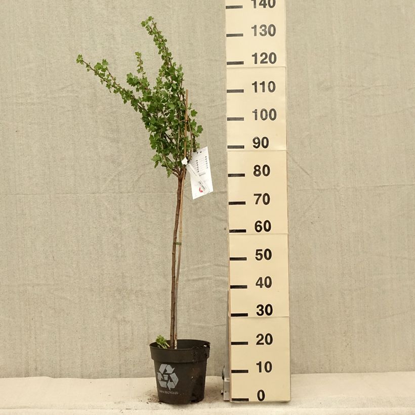 Spécimen de Groseillier à maquereaux Tatjana - Ribes uva-crispa - Pot de 6L/7L tel que livré au printemps