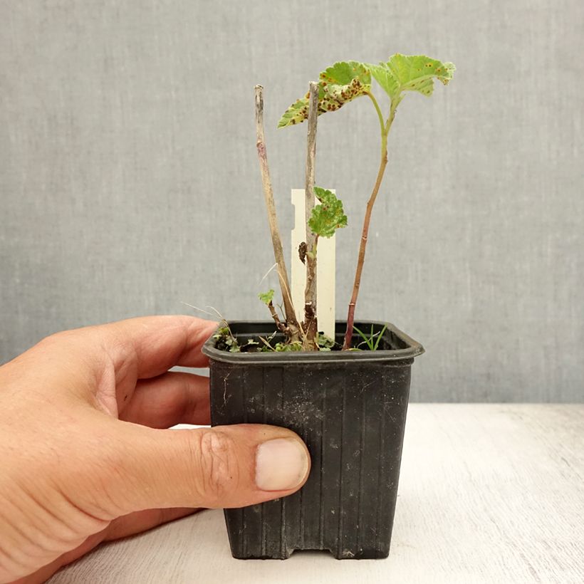 Spécimen de Guimauve officinale - Althaea officinalis Godet de 8/9 cm tel que livré en été