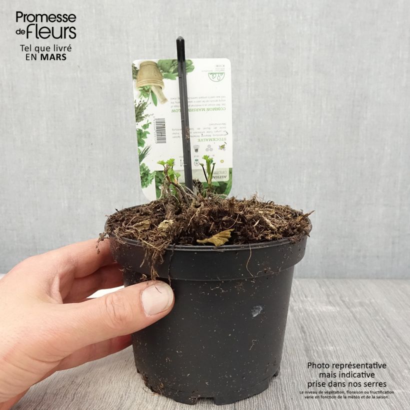Spécimen de Guimauve officinale - Althaea officinalis Pot de 1.5L/2L tel que livré au printemps