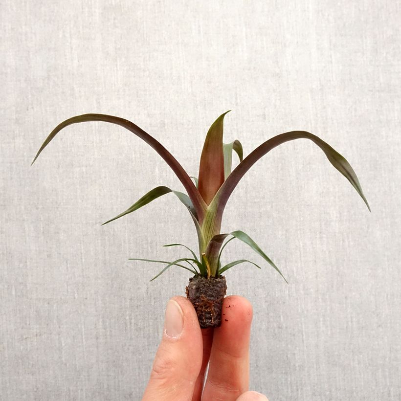 Spécimen de Guzmania Akabar - Motte 5 cm x 7 cm tel que livré au printemps
