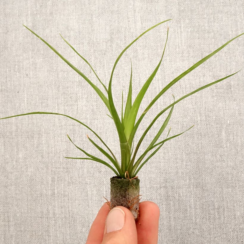 Spécimen de Guzmania Alerta - Motte 5 cm x 7 cm tel que livré au printemps