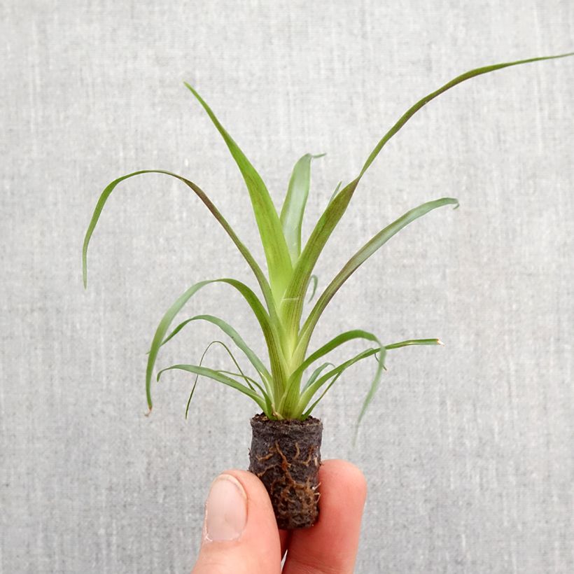 Spécimen de Guzmania Calypso - Motte 5 cm x 7 cm tel que livré au printemps