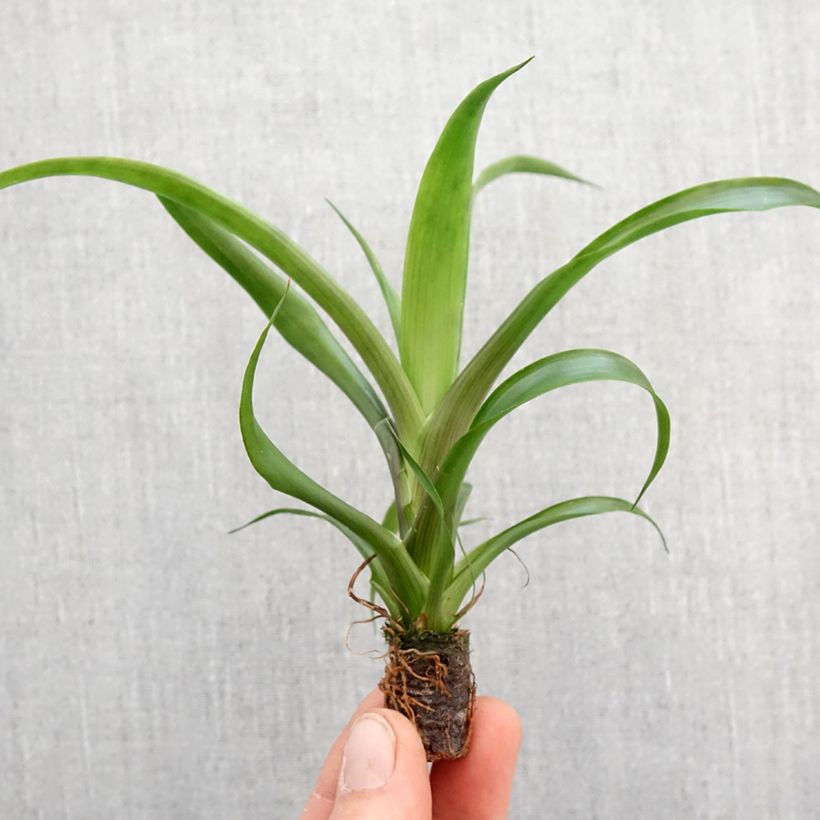 Spécimen de Guzmania Candy Mini-plante tel que livré au printemps