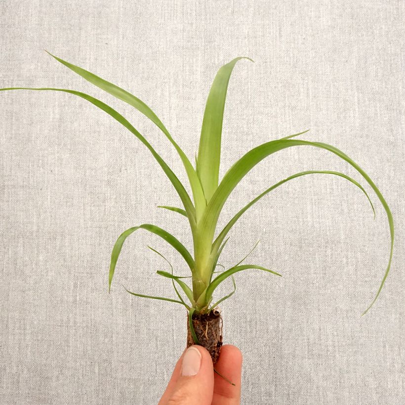 Spécimen de Guzmania Filou - Motte 5 cm x 7 cm tel que livré au printemps