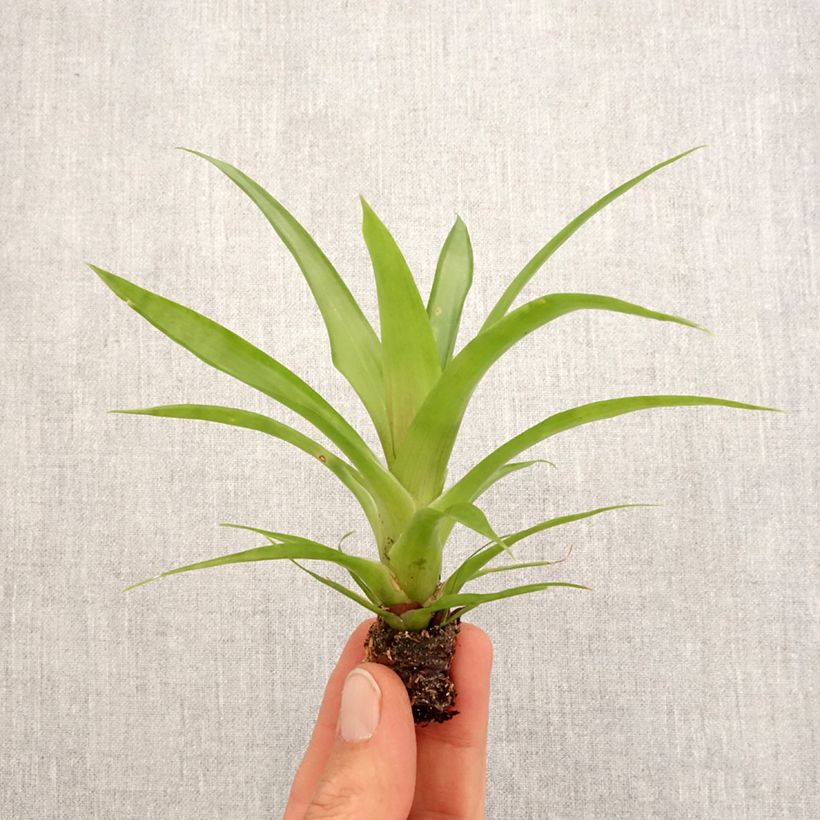 Spécimen de Guzmania Flava - Motte 5 cm x 7 cm tel que livré au printemps