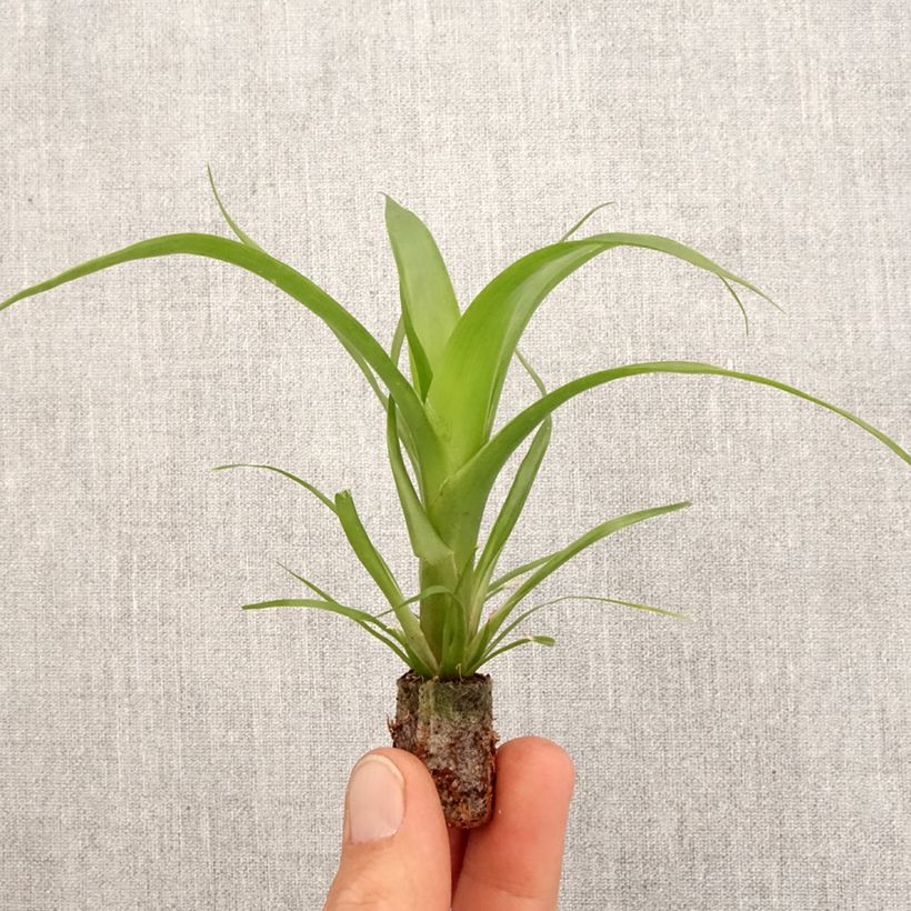 Spécimen de Guzmania Hilda - Motte 5 cm x 7 cm tel que livré au printemps