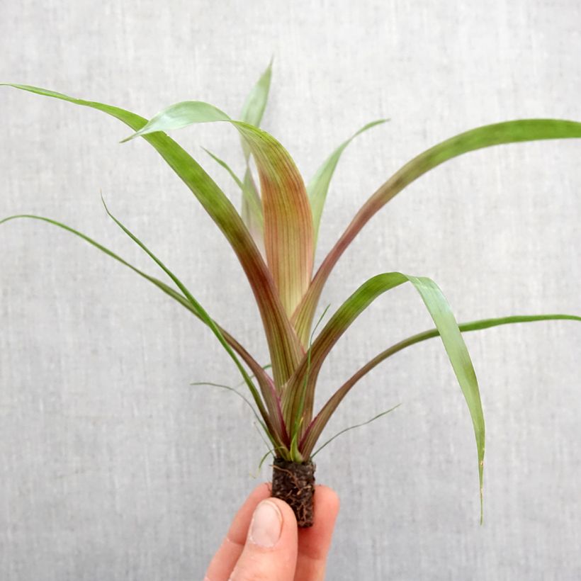 Spécimen de Guzmania Limones - Motte 5 cm x 7 cm tel que livré au printemps