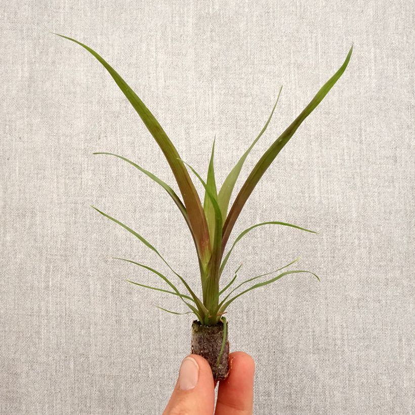 Spécimen de Guzmania Loja - Motte 5 cm x 7 cm tel que livré au printemps