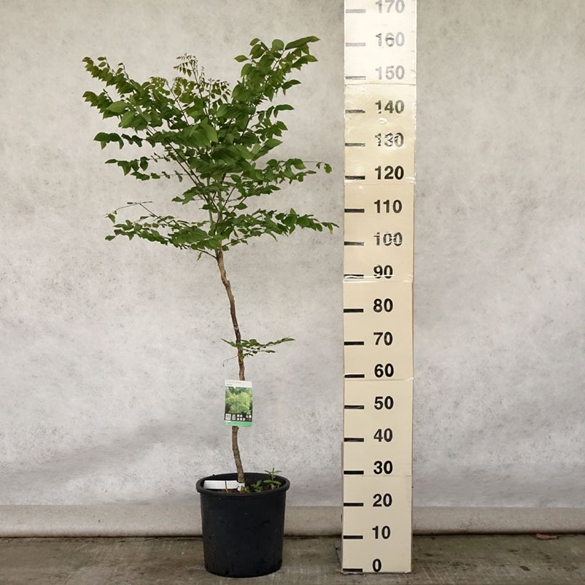 Spécimen de Gymnocladus dioica - Chicot du Canada Pot de 12L/15L tel que livré en été