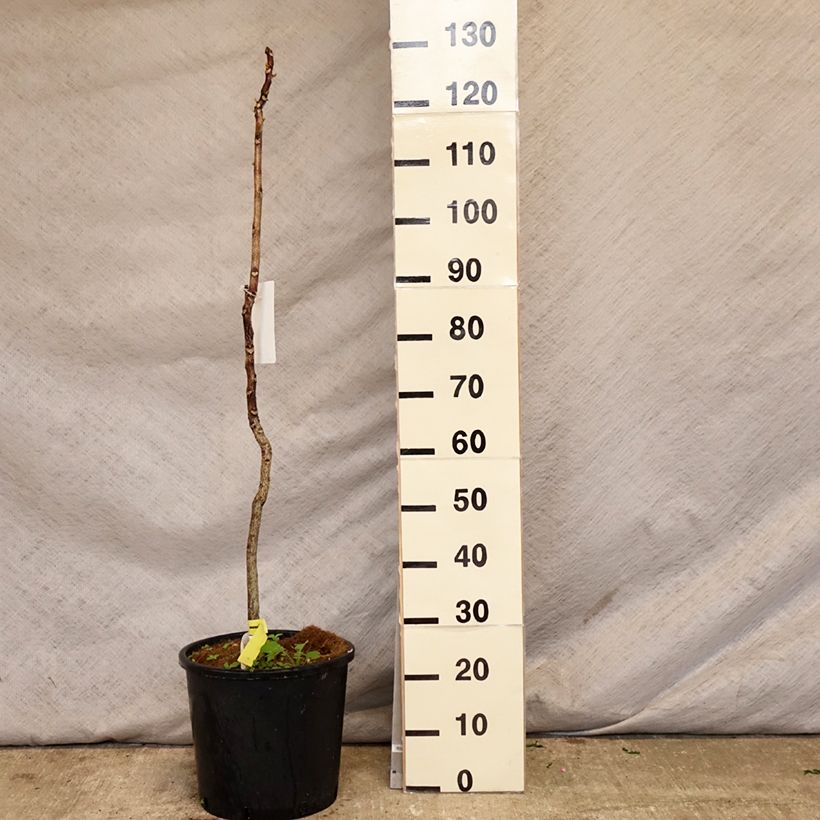 Spécimen de Gymnocladus dioica - Chicot du Canada en pot de 12L/15L tel que livré au printemps