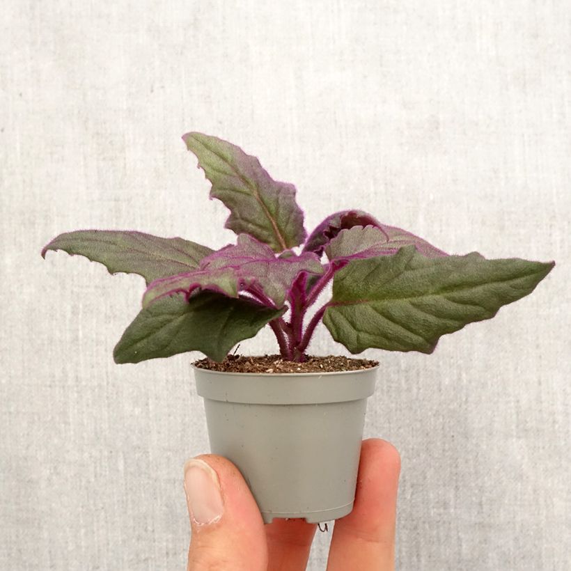 Spécimen de Gynura aurantiaca - Plante-velours Mini-plante tel que livré au printemps