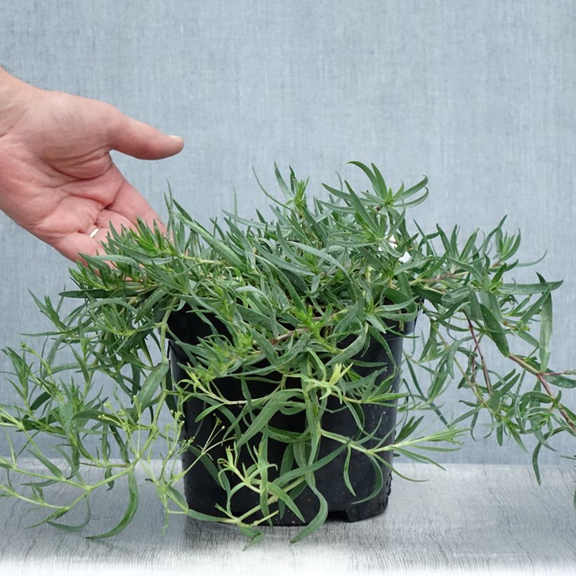 Spécimen de Gypsophila Rosenschleier - Gypsophile Rosy Veil Pot de 2L/3L tel que livré en été