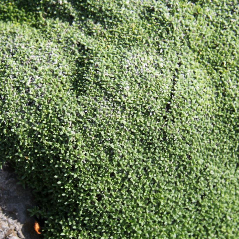 Gypsophile aretioïdes (Feuillage)