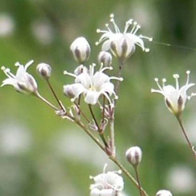 Gypsophile hybride White Festival (Floraison)