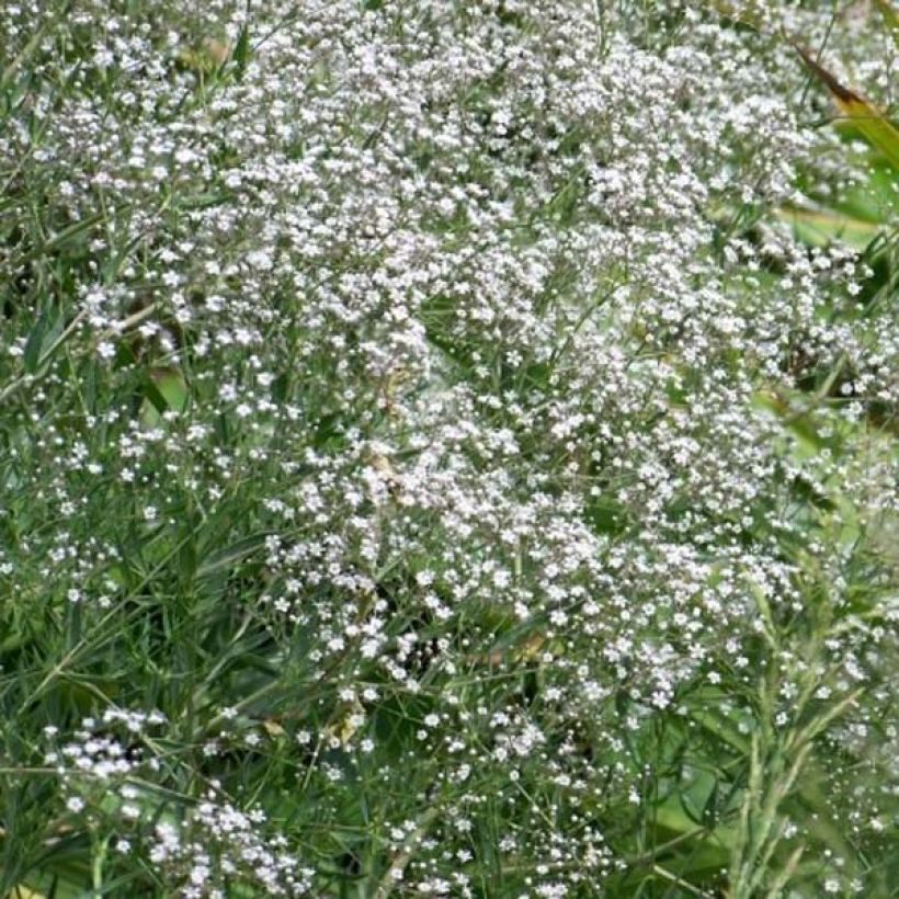 Gypsophile hybride White Festival (Port)