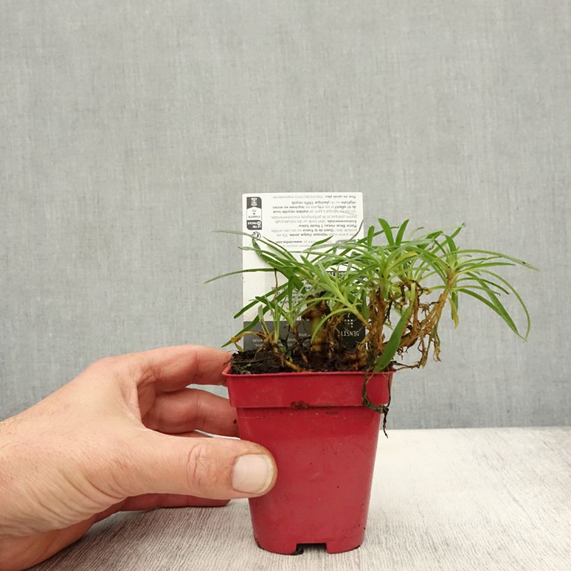 Spécimen de Gypsophile hybride White Festival Godet de 8/9 cm tel que livré en automne