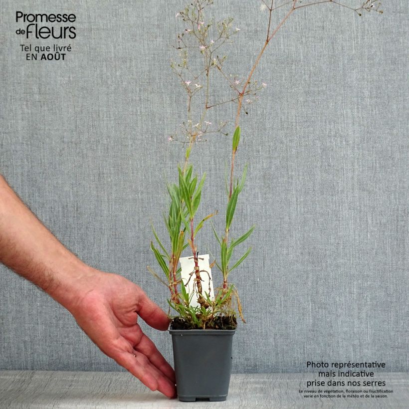 Spécimen de Gypsophile pacifica Godet de 8/9 cm tel que livré en été