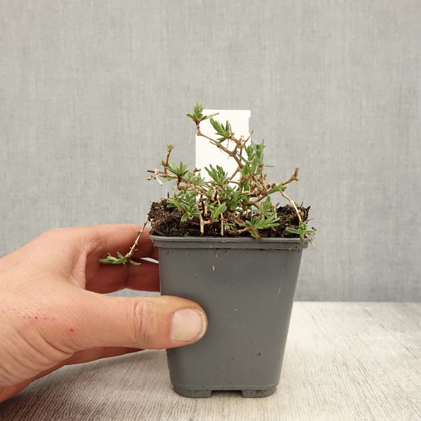 Spécimen de Gypsophile rampant - Gypsophila repens White Angel Godet de 8/9 cm tel que livré au printemps