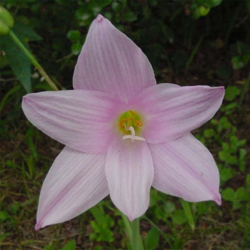 Habranthus robustus (Floraison)