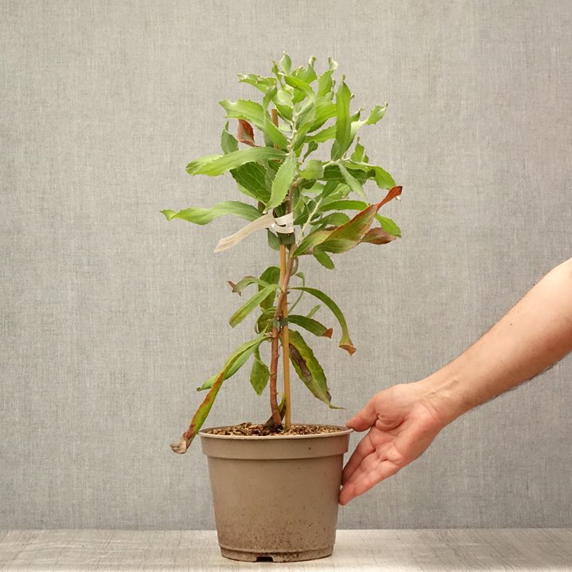 Spécimen de Hakea victoria - Hakea royal Pot de 4L/5L tel que livré en été