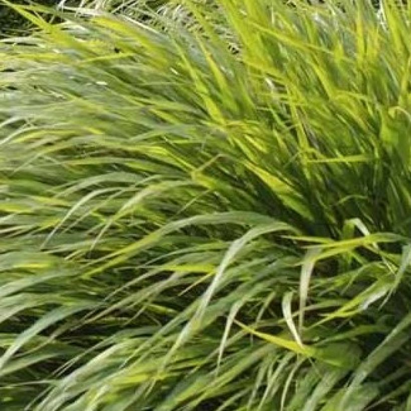 Herbe du Japon - Hakonechloa macra (Feuillage)