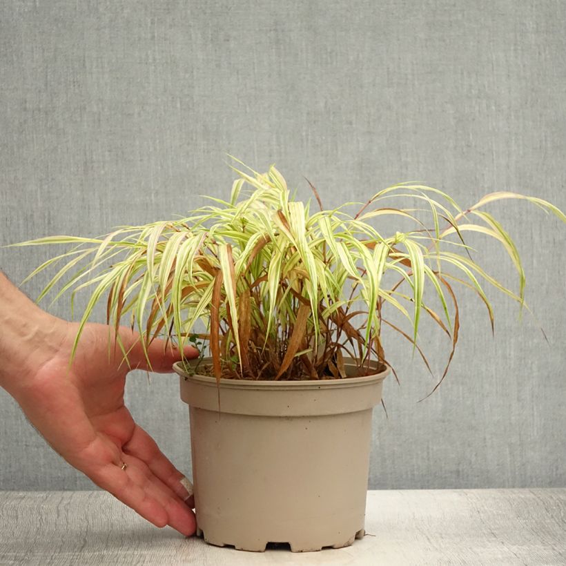 Spécimen de Herbe du Japon - Hakonechloa macra Aureola Pot de 2L/3L tel que livré en été