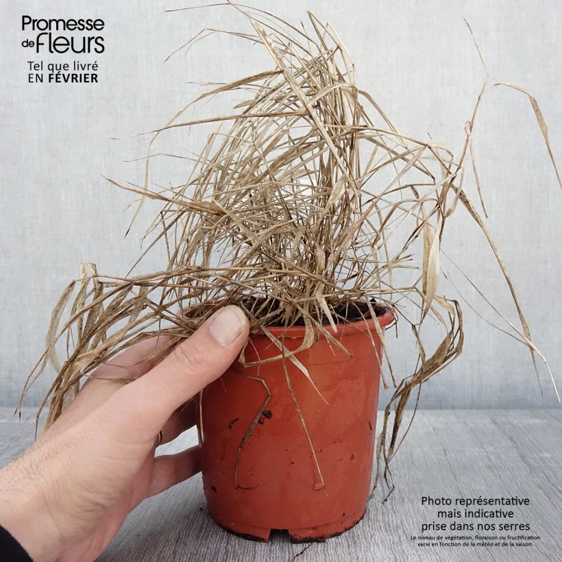 Spécimen de Hakonechloa macra Beni-Kaze - Herbe du Japon Pot de 1L/1,5L tel que livré en hiver