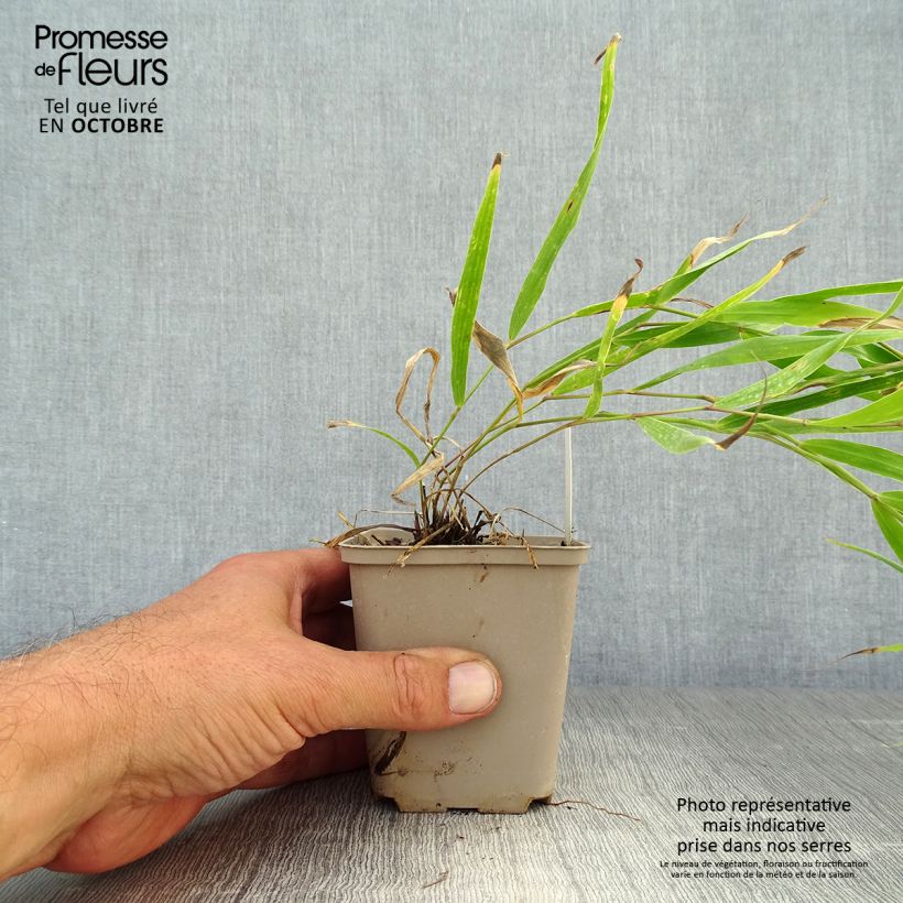 Spécimen de Hakonechloa macra Sunflare - Herbe du Japon Godet de 8/9 cm tel que livré en automne