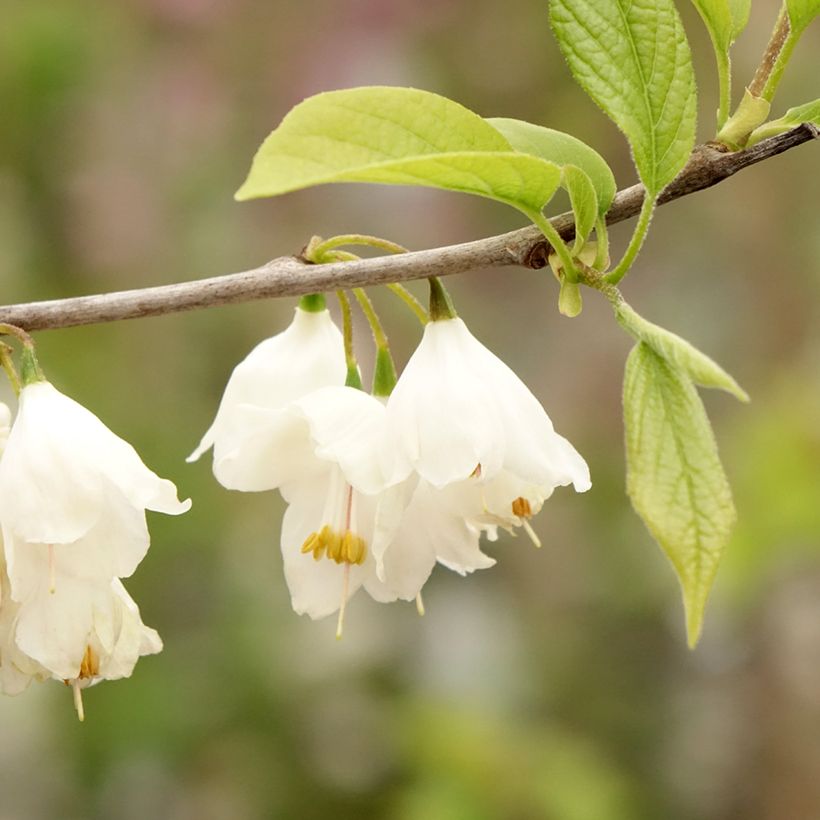 Halesia carolina - Arbre aux cloches d'argent (Floraison)