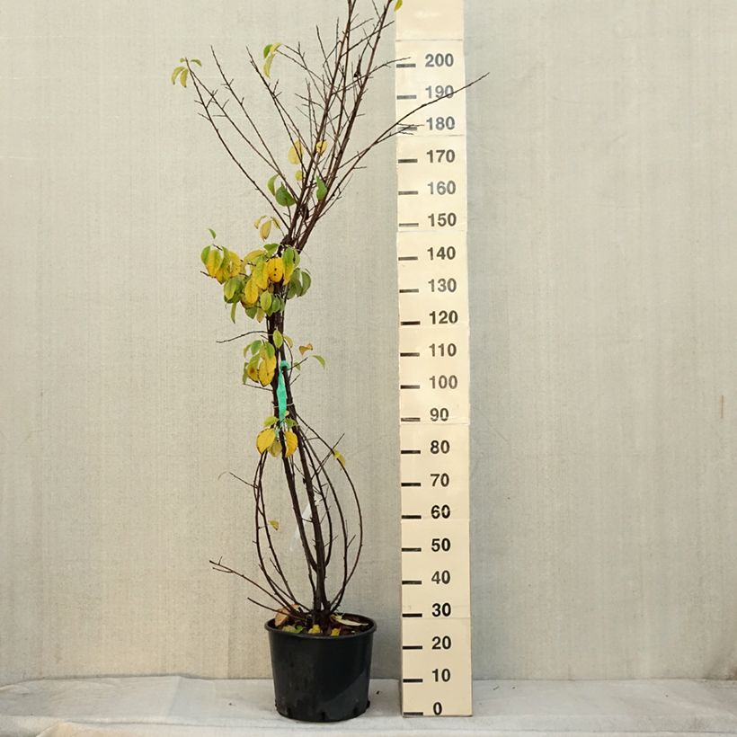 Spécimen de Halesia carolina - Arbre aux cloches d'argent Pot de 18L/20L tel que livré en automne