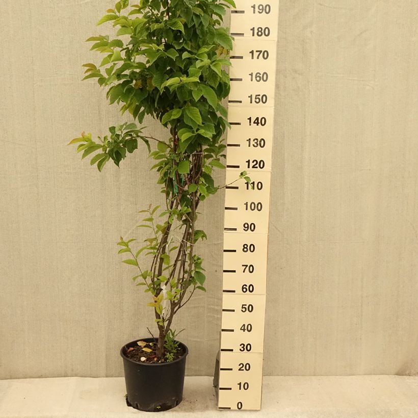 Spécimen de Halesia carolina - Arbre aux cloches d'argent Pot de 18L/20L tel que livré en été