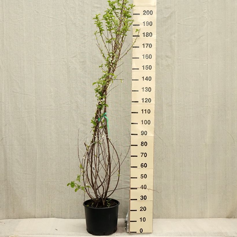 Spécimen de Halesia carolina - Arbre aux cloches d'argent tel que livré au printemps