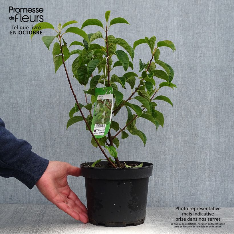 Spécimen de Halesia carolina - Arbre aux cloches d'argent Pot de 2L/3L tel que livré en automne