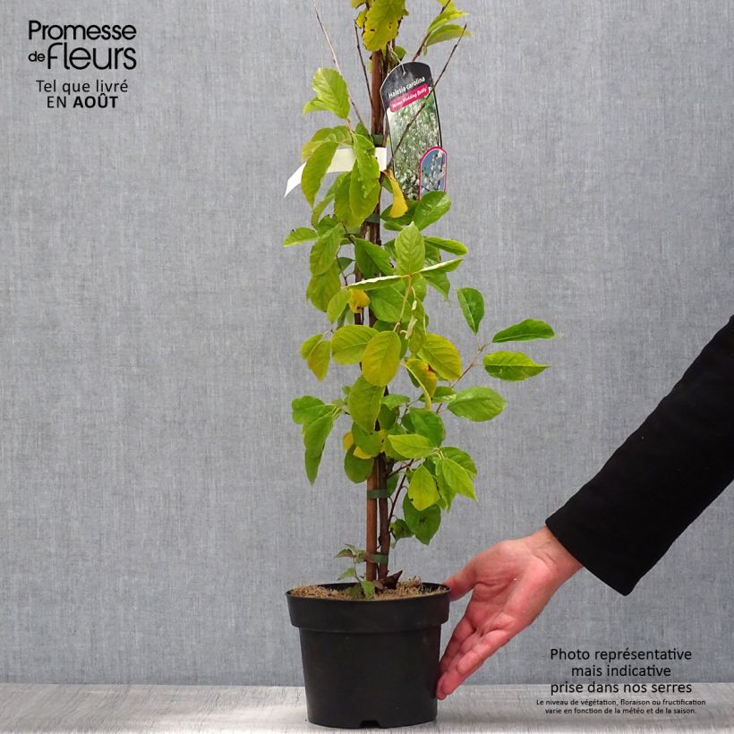 Spécimen de Halesia carolina UConn - Arbre aux cloches d'argent Pot de 2L/3L tel que livré en été
