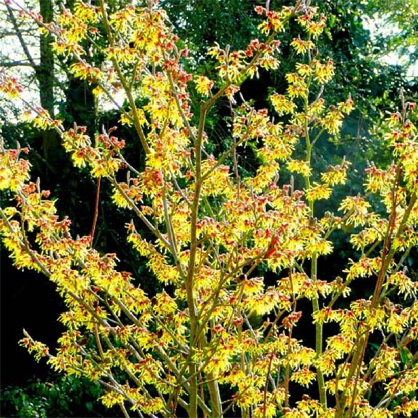 Hamamelis intermedia Arnold Promise - Noisetier de Sorcière (Port)