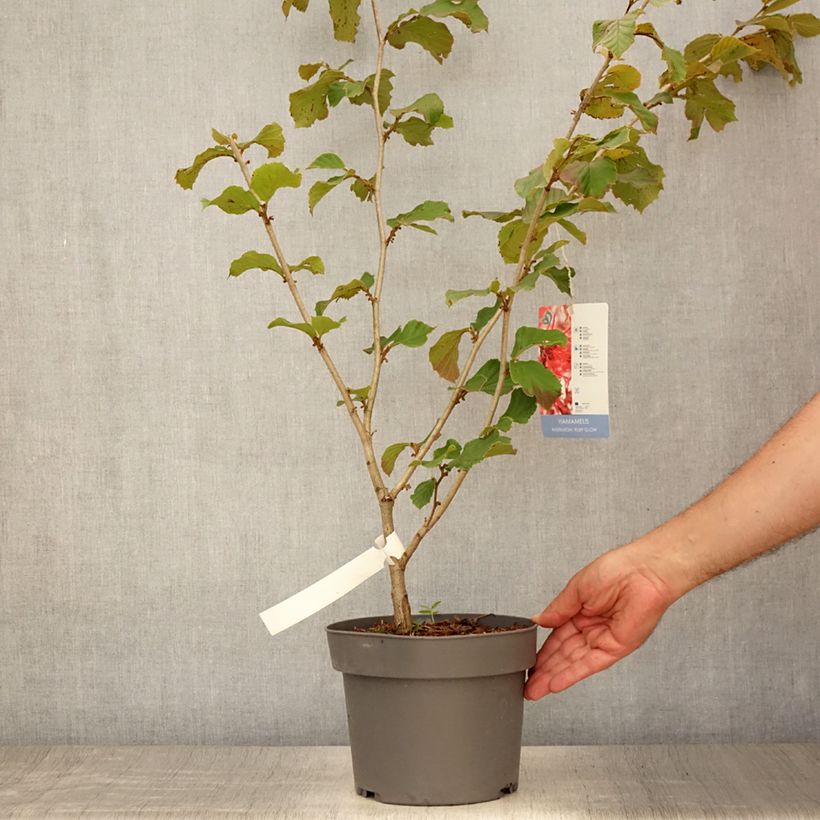 Spécimen de Hamamelis intermedia Ruby Glow - Noisetier de sorcière Pot de 4L/5L tel que livré en été