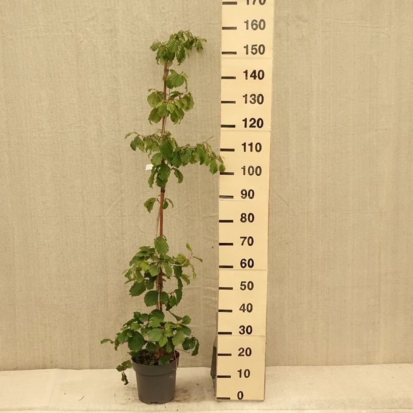 Spécimen de Hamamelis japonica Pendula - Hamamelis pleureur Pot de 6L/7L tel que livré en été