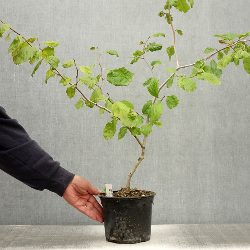 Spécimen de Hamamelis virginiana - Noisetier de sorcière de Virginie  Pot de 3L/4L tel que livré en été