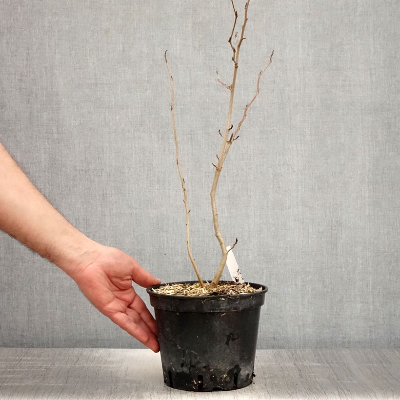 Spécimen de Hamamelis virginiana - Noisetier de sorcière de Virginie  Pot de 3L/4LHauteur livrée env. 40/60cm tel que livré au printemps