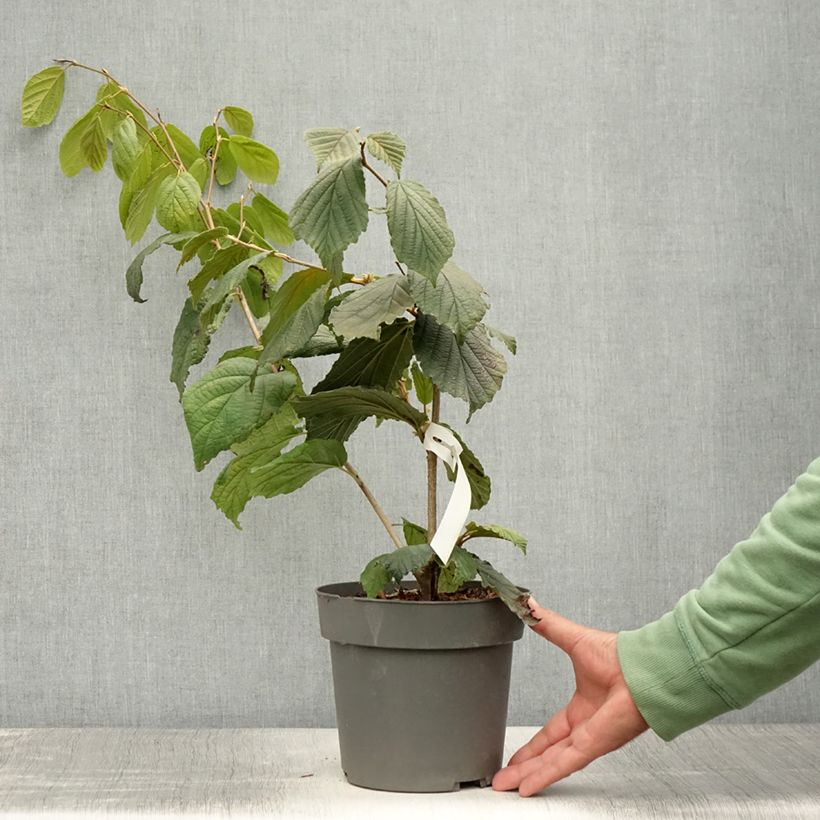Spécimen de Hamamelis (x) intermedia Aphrodite - Noisetier de sorcière Pot de 3L/4L tel que livré en été