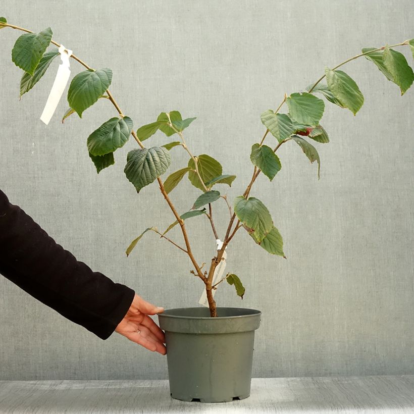 Spécimen de Hamamelis x intermedia Barmstedt Gold - Noisetier de sorcière Pot de 3L/4L tel que livré en automne