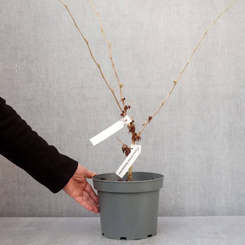 Spécimen de Hamamelis x intermedia Barmstedt Gold - Noisetier de sorcière - Pot de 3L/4L tel que livré en hiver