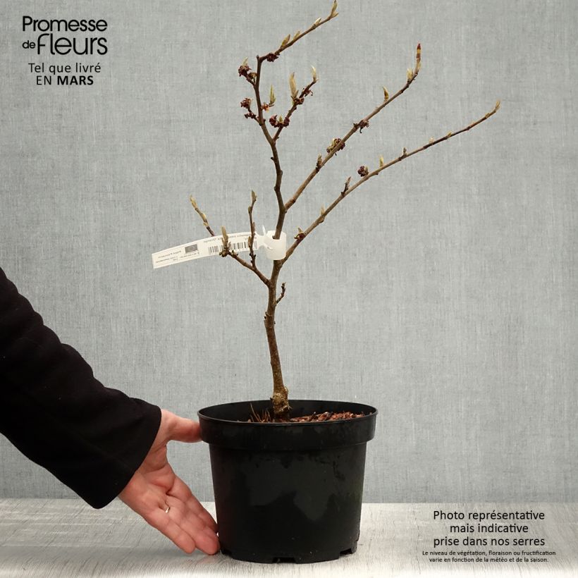 Spécimen de Hamamelis x intermedia Orange Beauty - Noisetier de sorcière - Pot de 3L/4L tel que livré au printemps