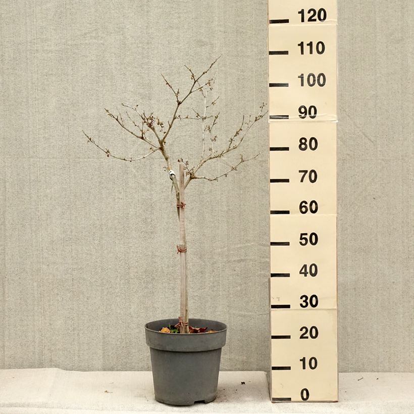 Spécimen de Hamamelis (x) intermedia Rubin - Noisetier de sorcière  Pot de 7,5L/10L, Tige de 60 cm tel que livré en automne