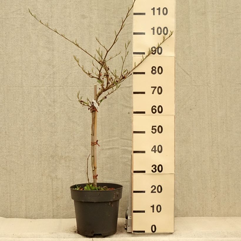Spécimen de Hamamelis (x) intermedia Rubin - Noisetier de sorcière  - Pot de 7,5L/10L tel que livré au printemps