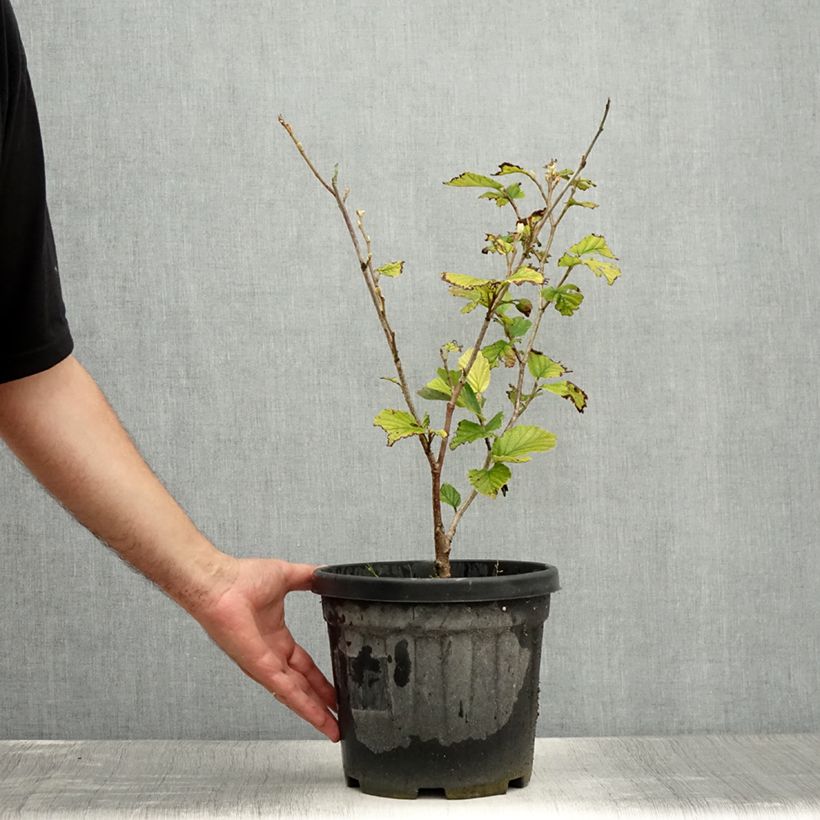 Spécimen de Hamamelis (x) intermedia Yamina - Noisetier de sorcière Pot de 4L/5L tel que livré en été