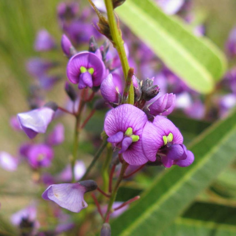 Hardenbergia violacea (Floraison)
